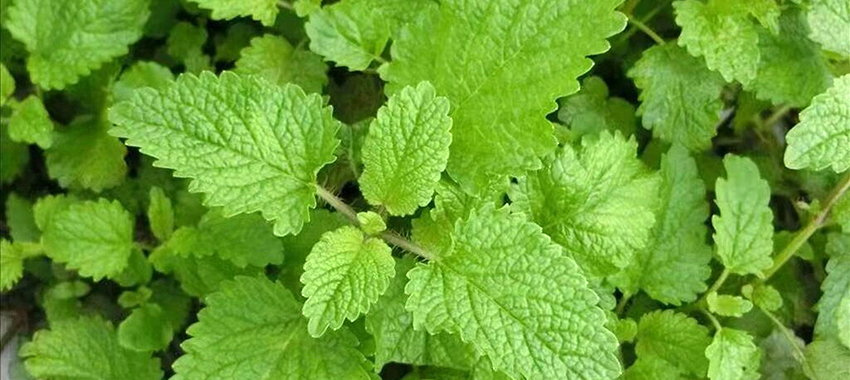 香蜂草精油提取设备解决方案 