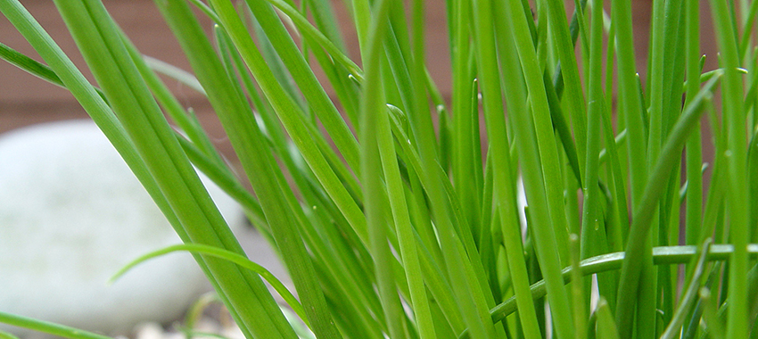香茅草精油提取设备解决方案 