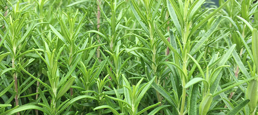香草精油提取设备解决方案 