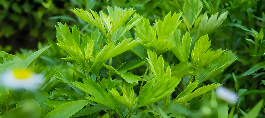 草叶类精油提取